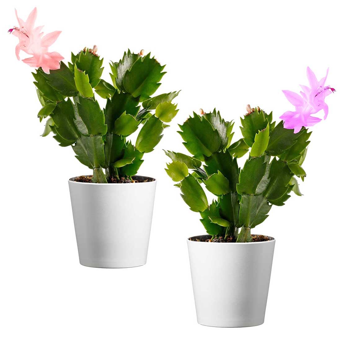 American Plant Exchange Live Christmas Cactus 2-Pack – 4-Inch Pot Cover – Easy Care Flowering Succulents with Festive Blooms for Holiday Home Décor, Kitchens, Offices & Indoor Winter Displays