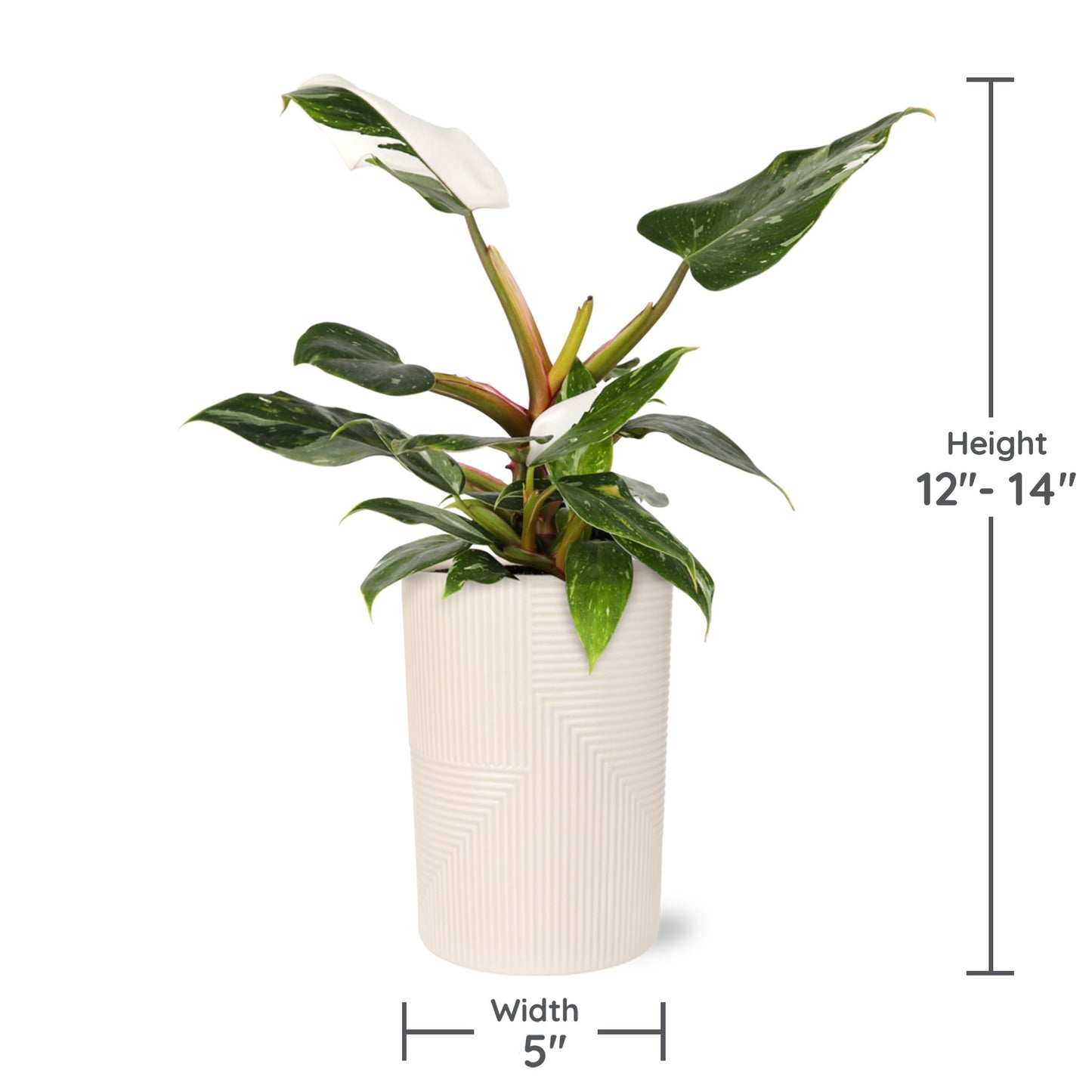 Green Circle Growers White Princess Live Indoor Plants in 5" Beige Rockefeller Pot, House Plant