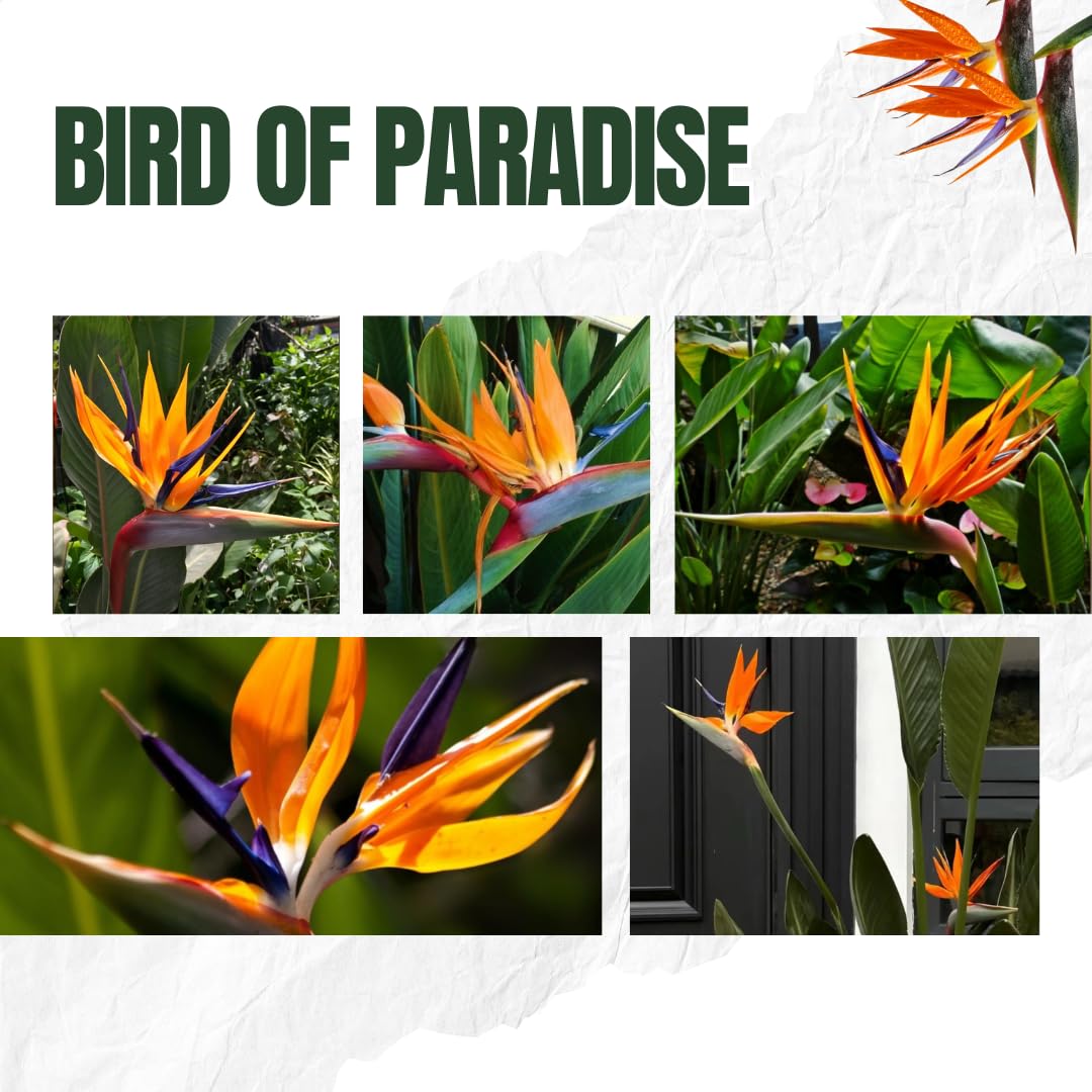 Bird of Paradise Plants - Live Tropical Ornamental Houseplant, 6-8" Indoor and Outdoor Planting, Zones 9-11 (Orange)