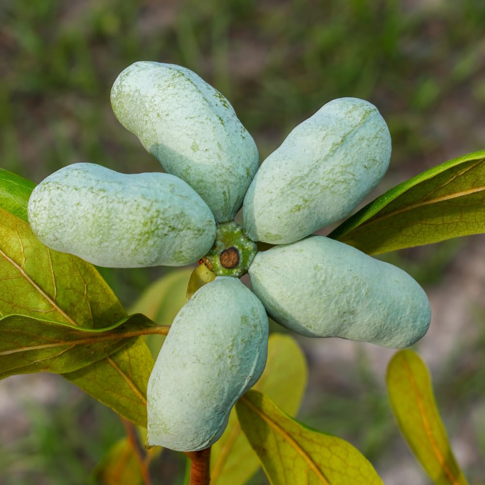 Pawpaw Tree Live Plant, 6 to 12 Inch Tall, Quart Pot, Hardy Perennial Paw Paw Tree Fruit Plants, Dormant in Winter