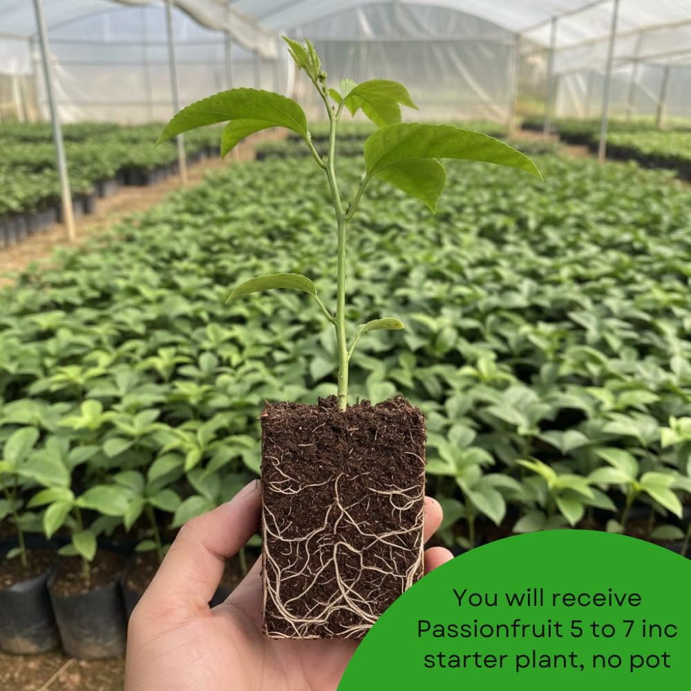 Passion Fruit Plant Live, Passion Fruit Tree Live Plant, 5 to 7 Inches Tall, Sweet Tropical Fruit Vine, Passionfruit Plants for Outdoor Garden (Yellow)