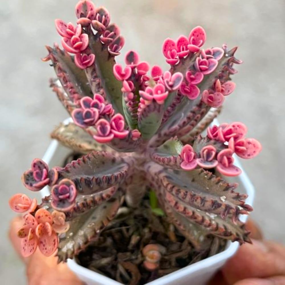 Kalanchoe Plant Live, Mother of Thousands Live Plant in 2" Pot, Rare Succulent Indoor Houseplant (Pink Butterfly Kalanchoe)