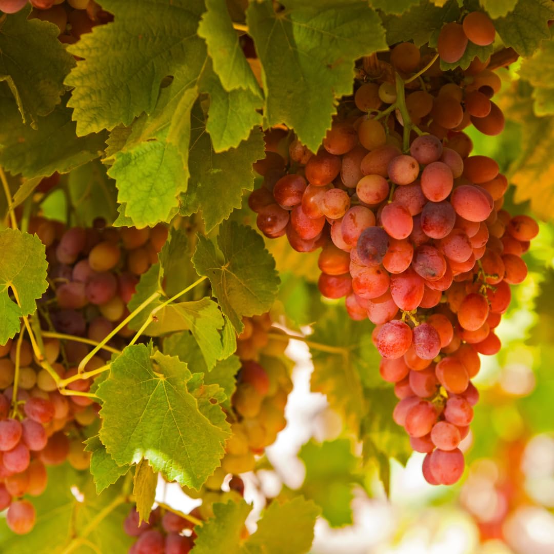 Red Seedless Grape Vines Trees Live Plants, Well-Rooted 1 to 2 Years Old Trim 5-9" in Tall, Grapes Plant Live for Outdoor Planting, Zones 3-9