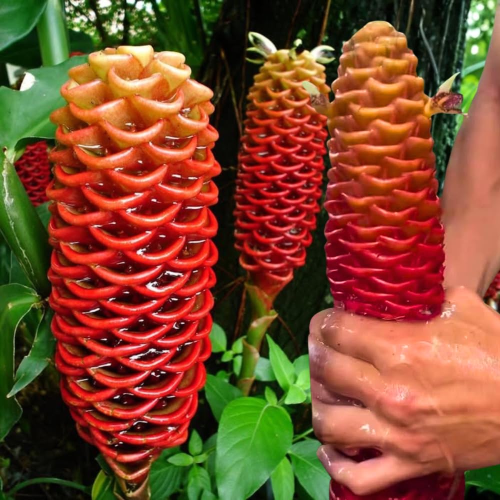 4 Awapuhi Shampoo Ginger Roots, Zingiber Zerumbet Fresh Ginger Rhizomes, Hawaiian Ginger Lily Flower Perennial Garden Simple to Grow