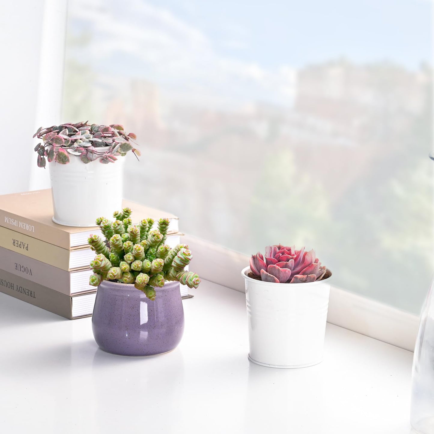Live Succulents Crassula Baby's Necklace (4-inch), Succulent Plants Fully Rooted in Pots with Soil, Easy-Care House Plant for DIY, Home Office Decor, Wedding Party Favor