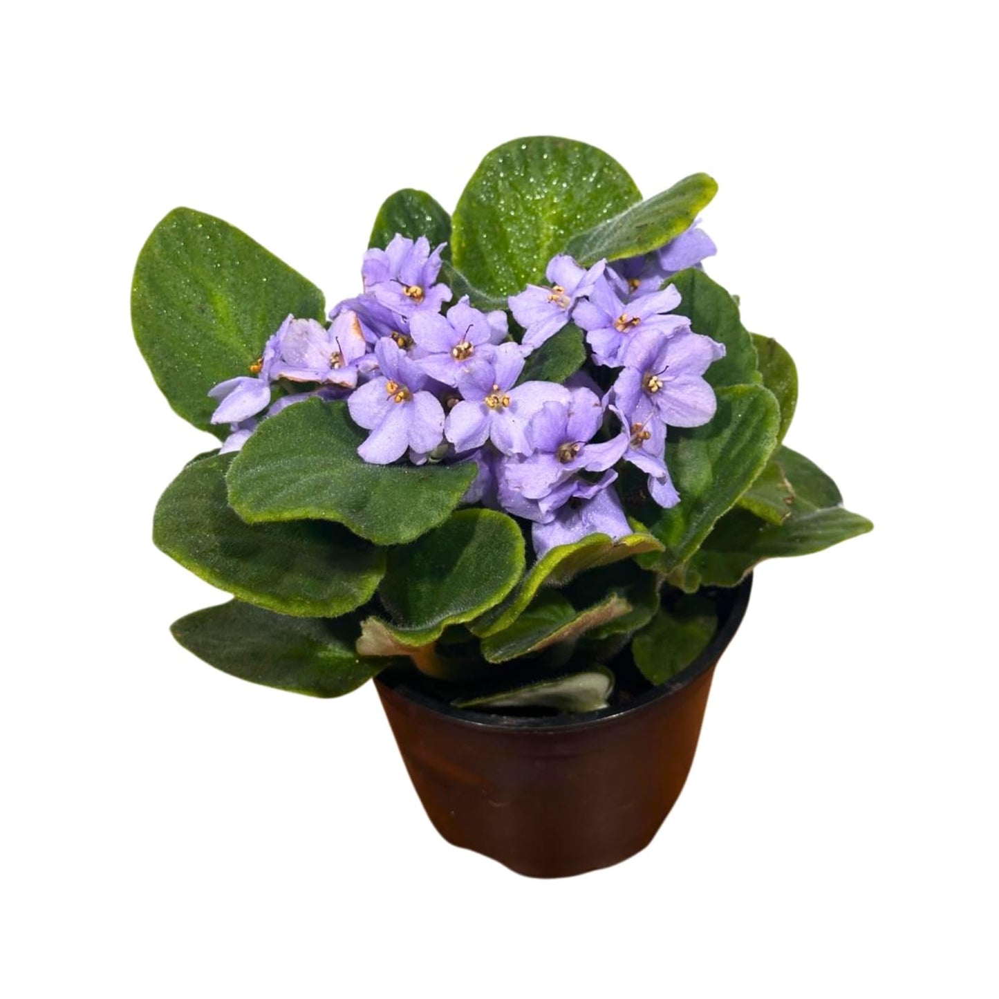 PLANTVERS African Violet Light Purple in 4” Grow Pot - Saintpaulia Ionantha - Light Puple Violets - Indoor Blooming Flower Plant - Flowering Terrarium Plant
