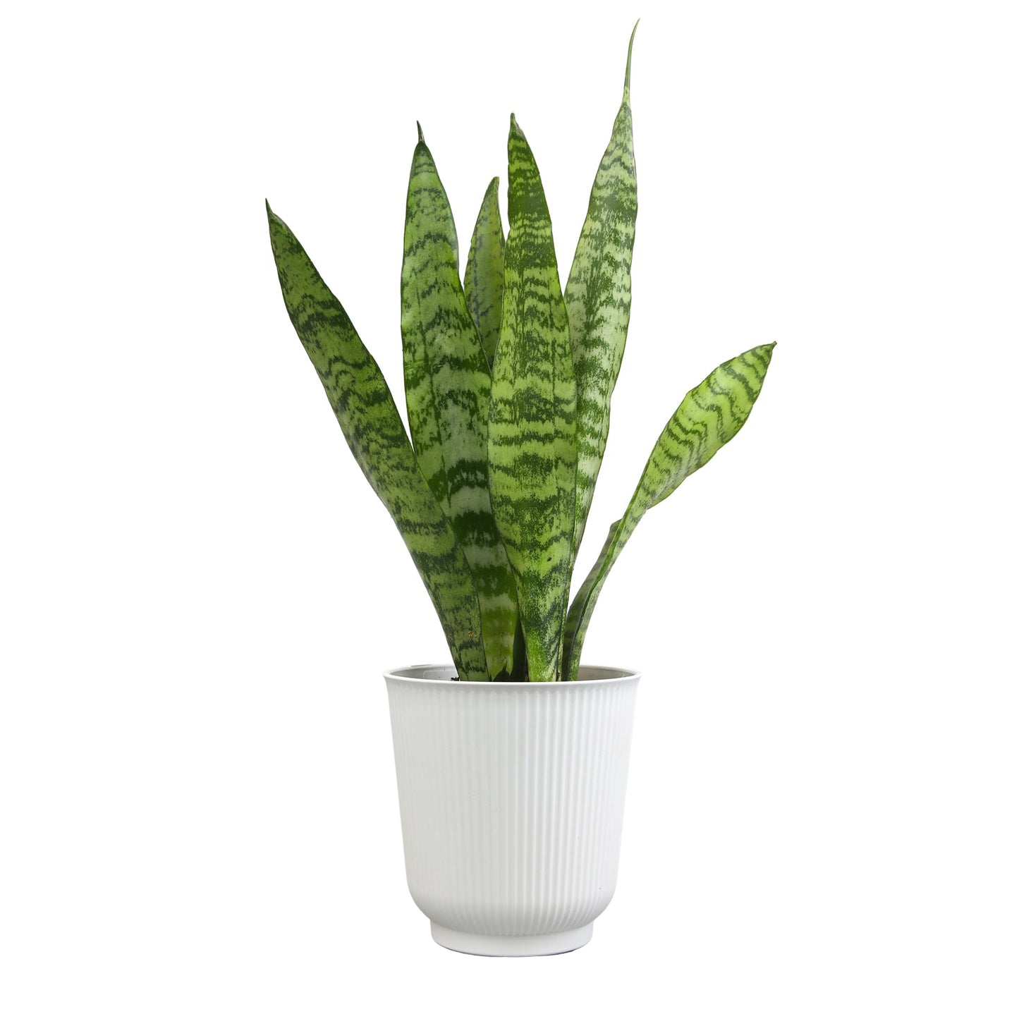 Live Snake Plant in Decorative White Pot, Sansevieria Zeylanica, Indoor House Plant, Mother in Law Tongue Sansevieria Plant Live, Long Succulent Plant, Fully Rooted Houseplant by Plants for Pets