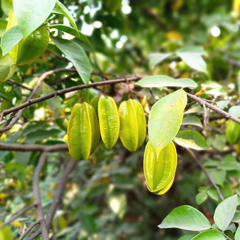 Grafted Starfruit Tree Live 3 Gallon Pot, Tropical Starfruit Fruit Plant 2-3ft Tall, Sweet Star-Shaped Fruit Tree for Planting, No Ship to CA