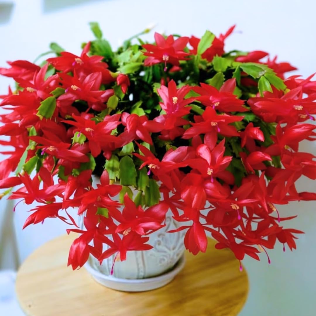 Christmas Cactus Plants Live, Thanksgiving Cactus Easter Cactus Like, 4-8 Inc Tall, Cold Hardy, Holiday Cactus for Indoor Outdoor Planting, Starter Size (Random Single Bloom)