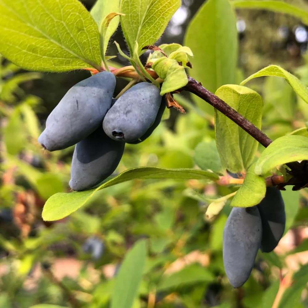 Set 2 Haskap Plants, Live Honeyberry Plant, 4-6" Tall Blue Haskap Berry Plant for Outdoor Garden Planting