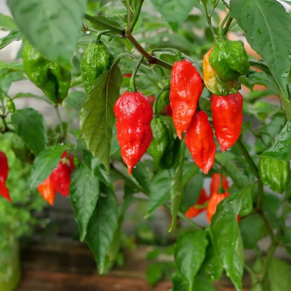Live Red Bhut Jolokia Ghost Pepper Plant in 4 Inch Pot, 4–7 Inch Tall Seedling, Hot Chili Plant for Garden or Container Growing