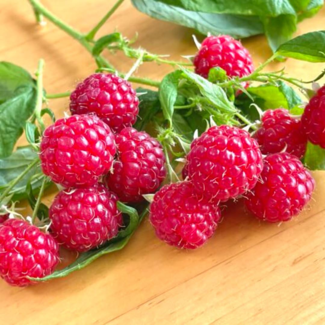 Set of 2 Raspberry Plants Live, Sweet Raspberry Bushes, 5-8 Inches Tall, Well-Rooted, Ready for Growing (Red Raspberry)