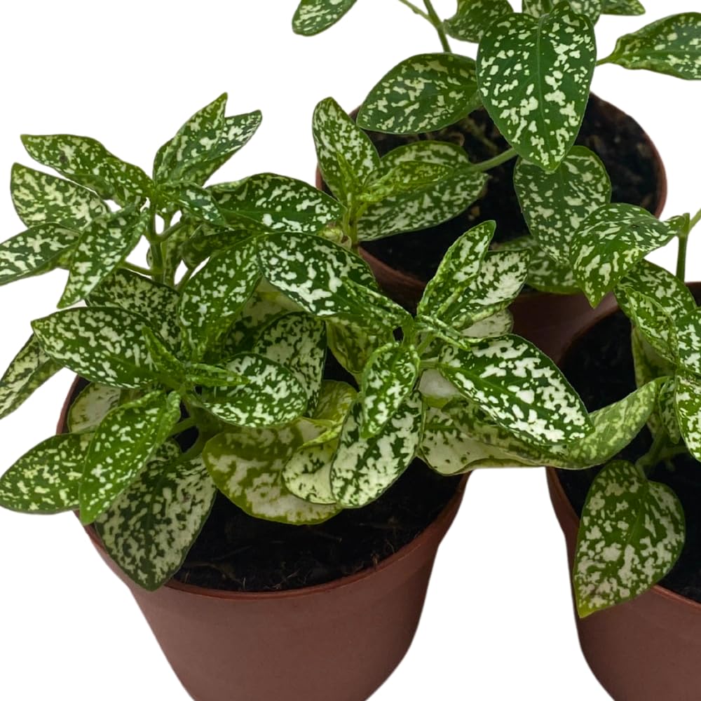 BubbleBlooms White Hypoestes phyllostachya 2 inch Set of 3 Flamingo Polka Dot Plant Tiny Mini Pixie Plants
