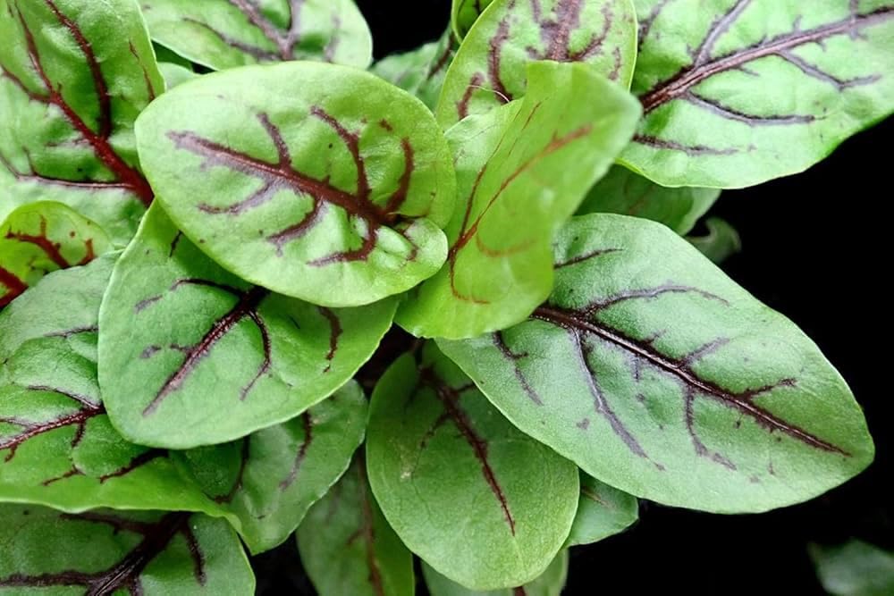 Indian Sorrel Seeds for Planting, Fast Germination & High Yield, Hardy & Nutrient-Rich, Ideal for Home Garden, Pots & Outdoor Growing, Easy to Cultivate & Low Maintenance, Thrives in All Climates