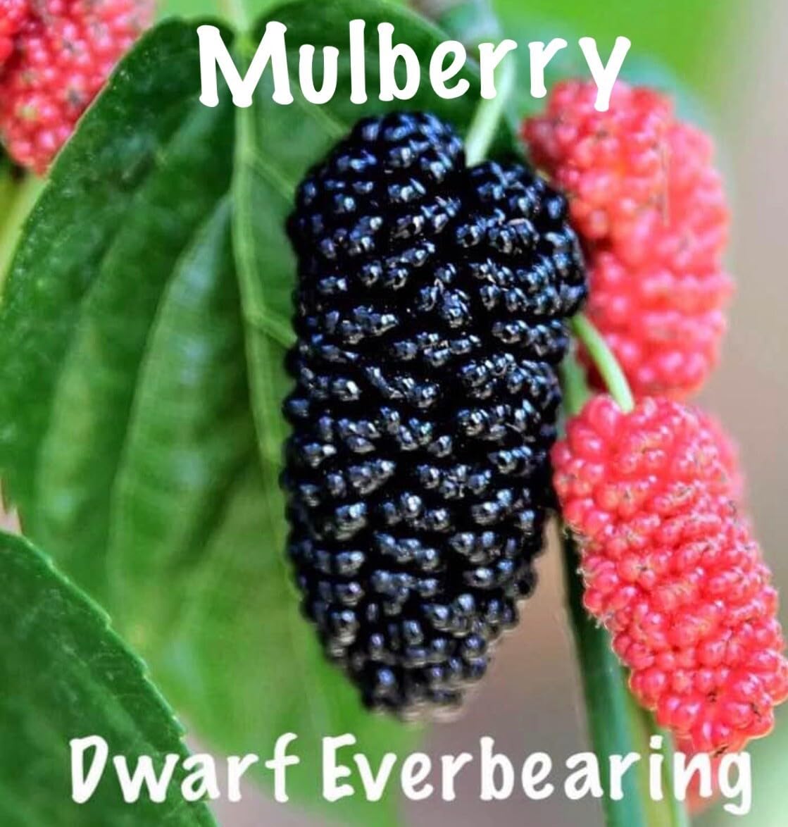Live Plant - Mulberry Tree - 'Dwarf Everbearing' - Morus nigra 10 Live Plants Edible Fruit