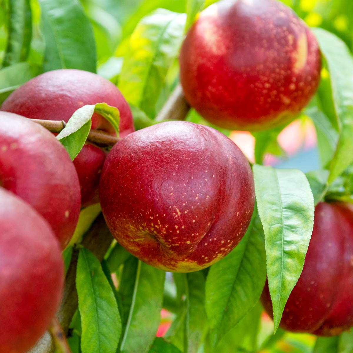 GURNEY'S - Captain Crunch Reachables Dwarf Nectarine Dormant Bare Root Starter Fruit Tree - Due to State restrictions Can't Ship to: CA, CO, ID, MT, OR, or WA