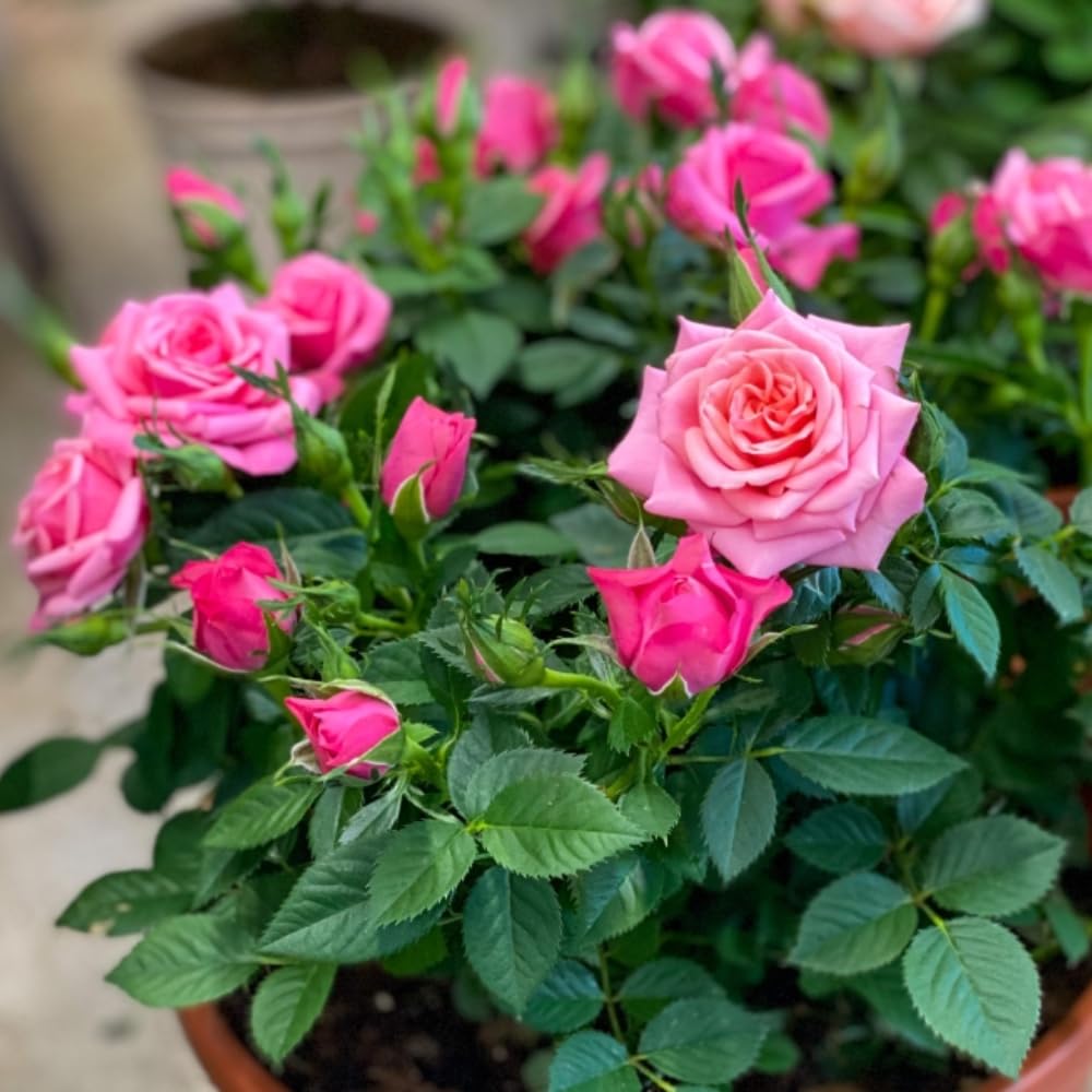 Ornamental Rose Live Plant, Everblooming Roses Flowers, in Pot, Indoor Outdoor Home Garden (Pink Miniature Rose)