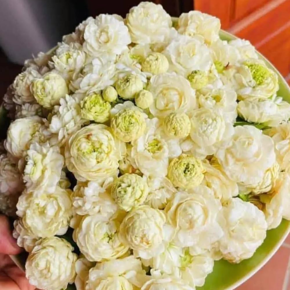 Set 2 of Jasmine Plant Live, Duke of Tuscany Jasmine Flower Plant from 5 to 7 Inc Tall