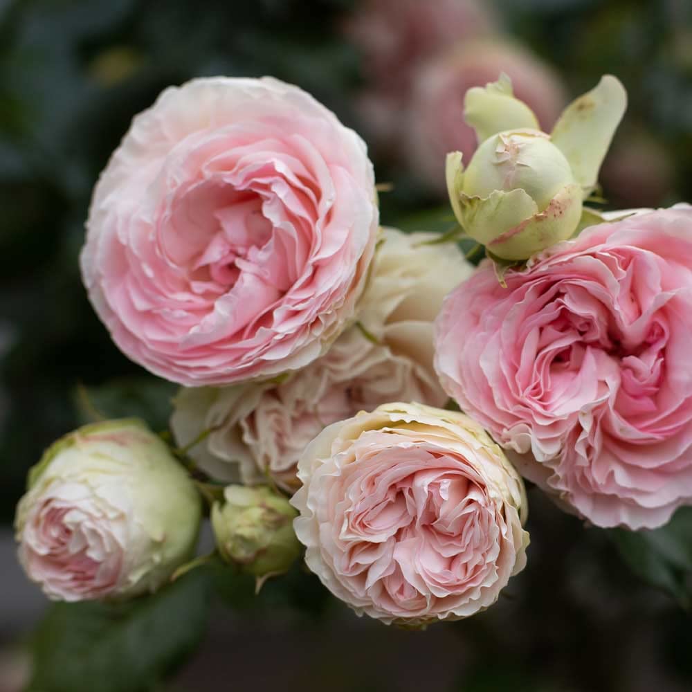 Heirloom Climbing Roses, Live Own Root Plant for Outdoor Garden, Eden Climber®, Lightly Fragrant, Hardiness Zones 5-10, Repeat Blooming