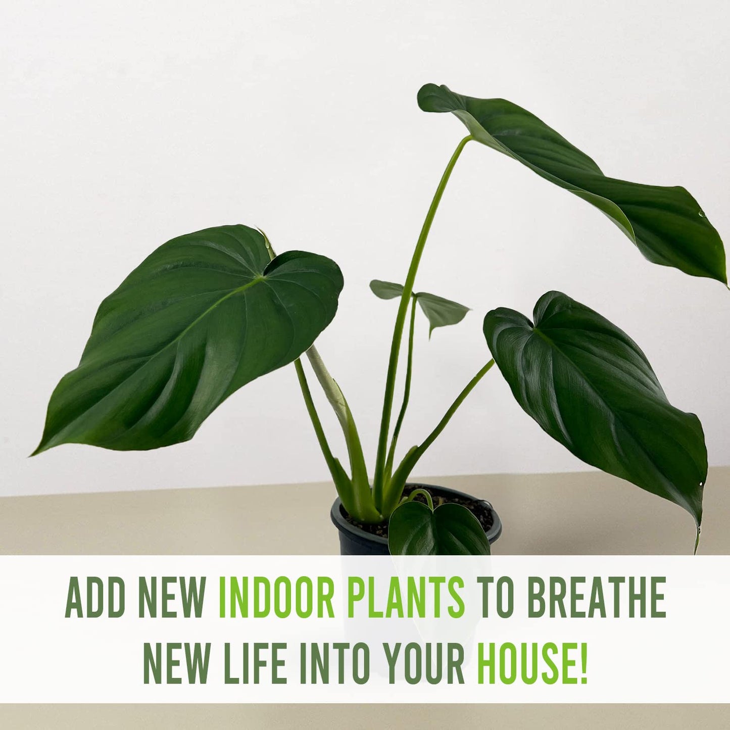 LEAL PLANTS ECUADOR Philodendron Pastazanum (Pack of 2)| Live Indoor Tropical Greenery |Air-Purifying Houseplants | Perfect for Home Decor, Unique Gift for Plant Lover
