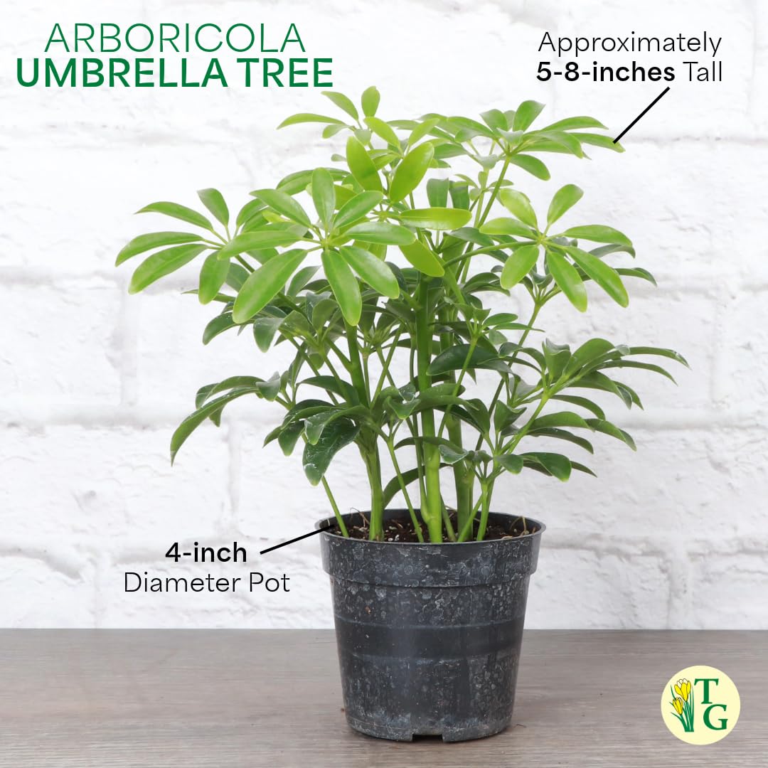 Thorsen's Greenhouse Live Arboricola Umbrella Tree Plant, Schefflera Arboricola, Natural Air Purifier, Easy to Grow, Live Indoor Houseplant, 4-inch Diameter (White)