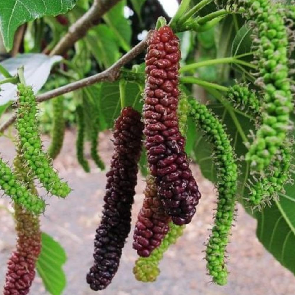 2 Mulberry Tree Live Plant, Pakistan Mulberry Plants Live for Planting Fruit Trees Indoor Outdoor Garden