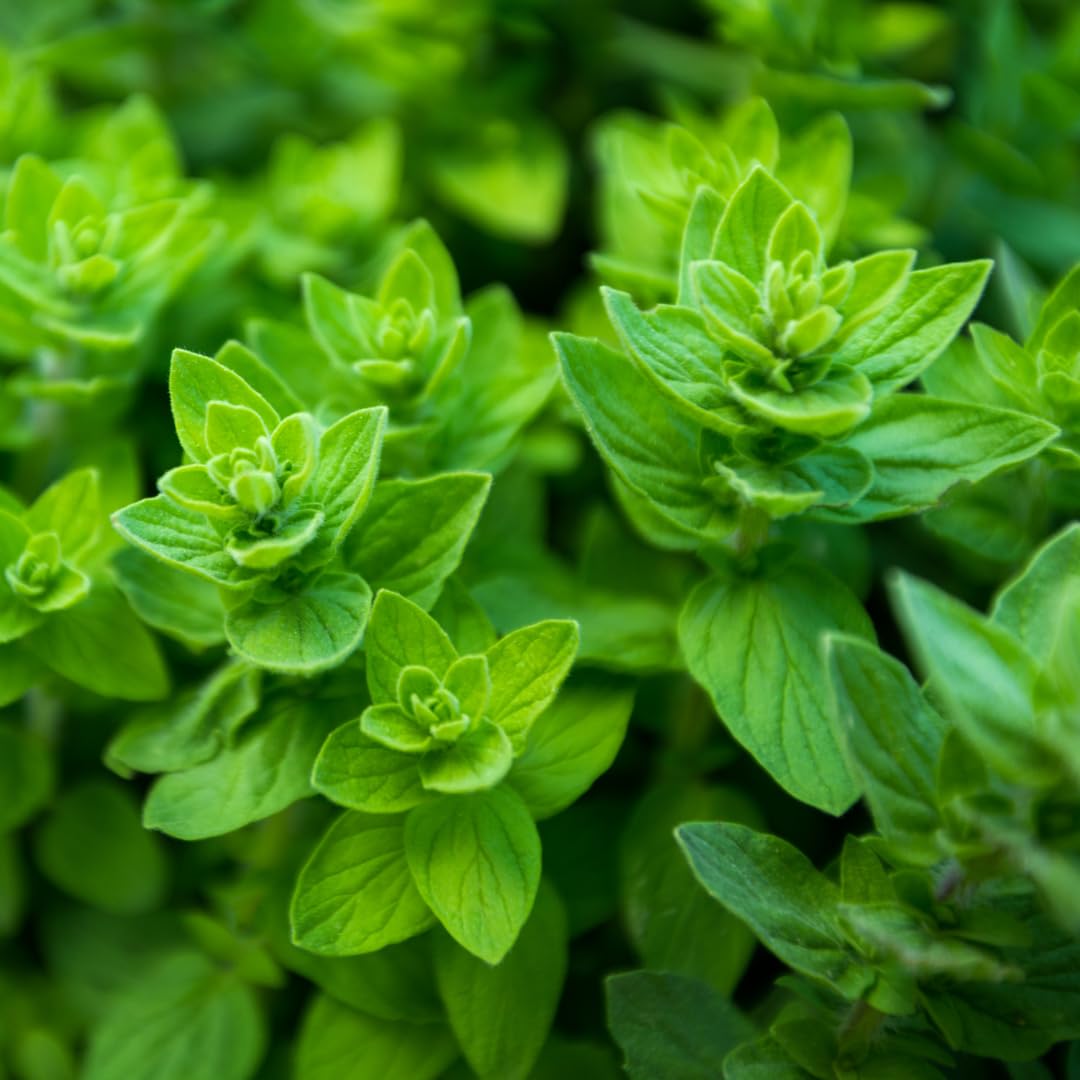 Set of 4 Greek Oregano Plants Live for Indoor Outdoor, Culinary Herb for Planting, 4-7 Inches Tall, Oregano Mint Plants Live