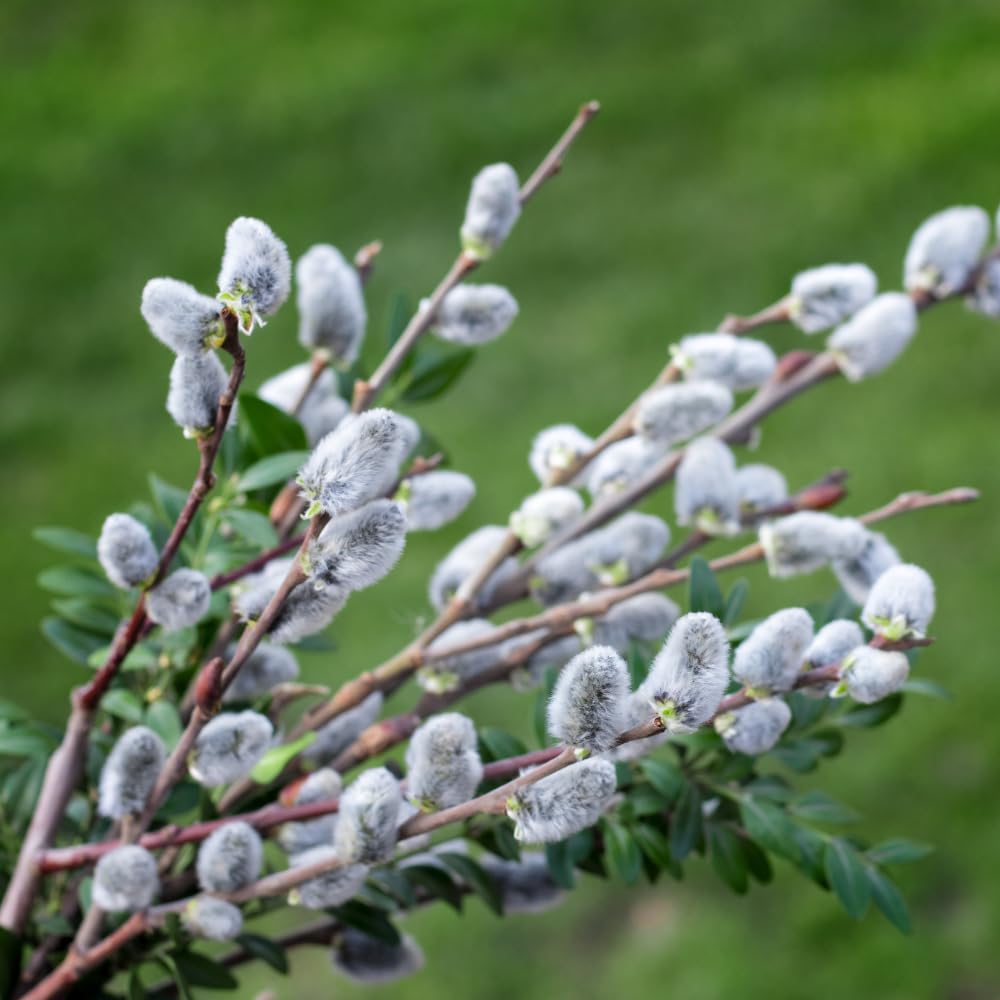 Live Pussy Willow Plant, 1 Year Old Pussy Willow in Gallon Pot, Hardy Ornamental Shrub, Winter Dormant
