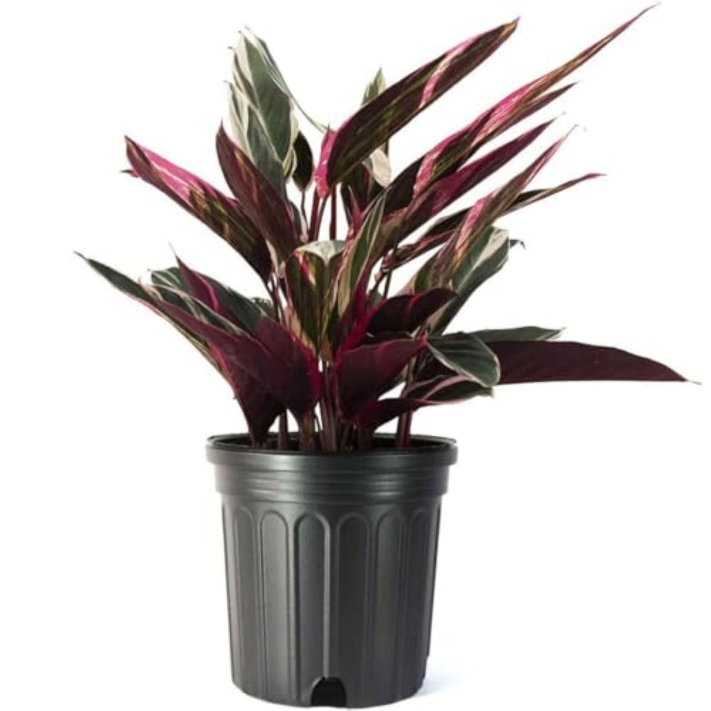 American Plant Exchange Stromanthe Triostar – 10-Inch Pot – Live Tropical Houseplant with Pink, Green & Cream Variegated Leaves, Pet-Friendly Easy Care Plant for Indoor Jungle & Home Décor