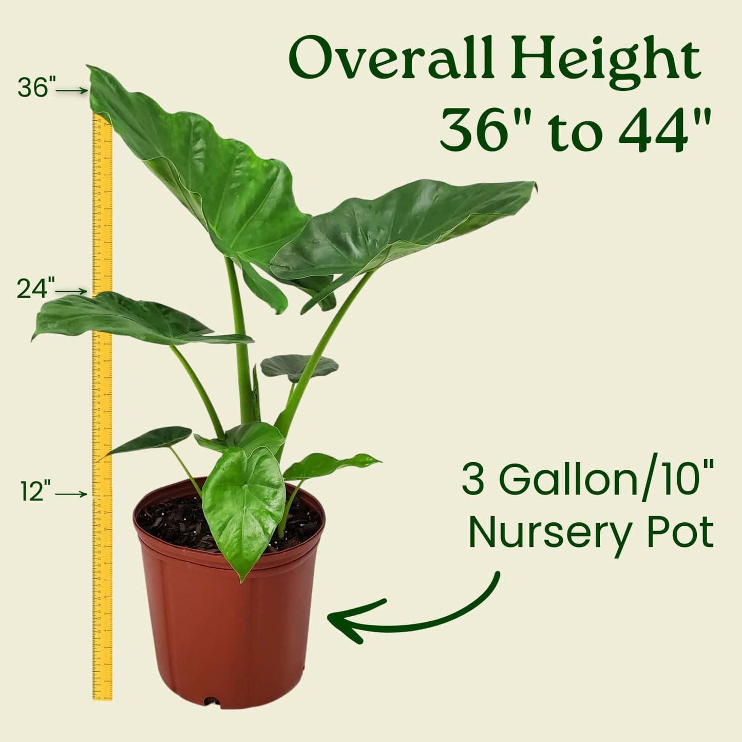 Tropical Plants of Florida Alocasia Borneo Giant Live Plant 3 Gallon 10 Inch Nursery Pot, 36 to 44 Inch Tall Elephant Ear Plant, Large Tropical Indoor Outdoor Foliage