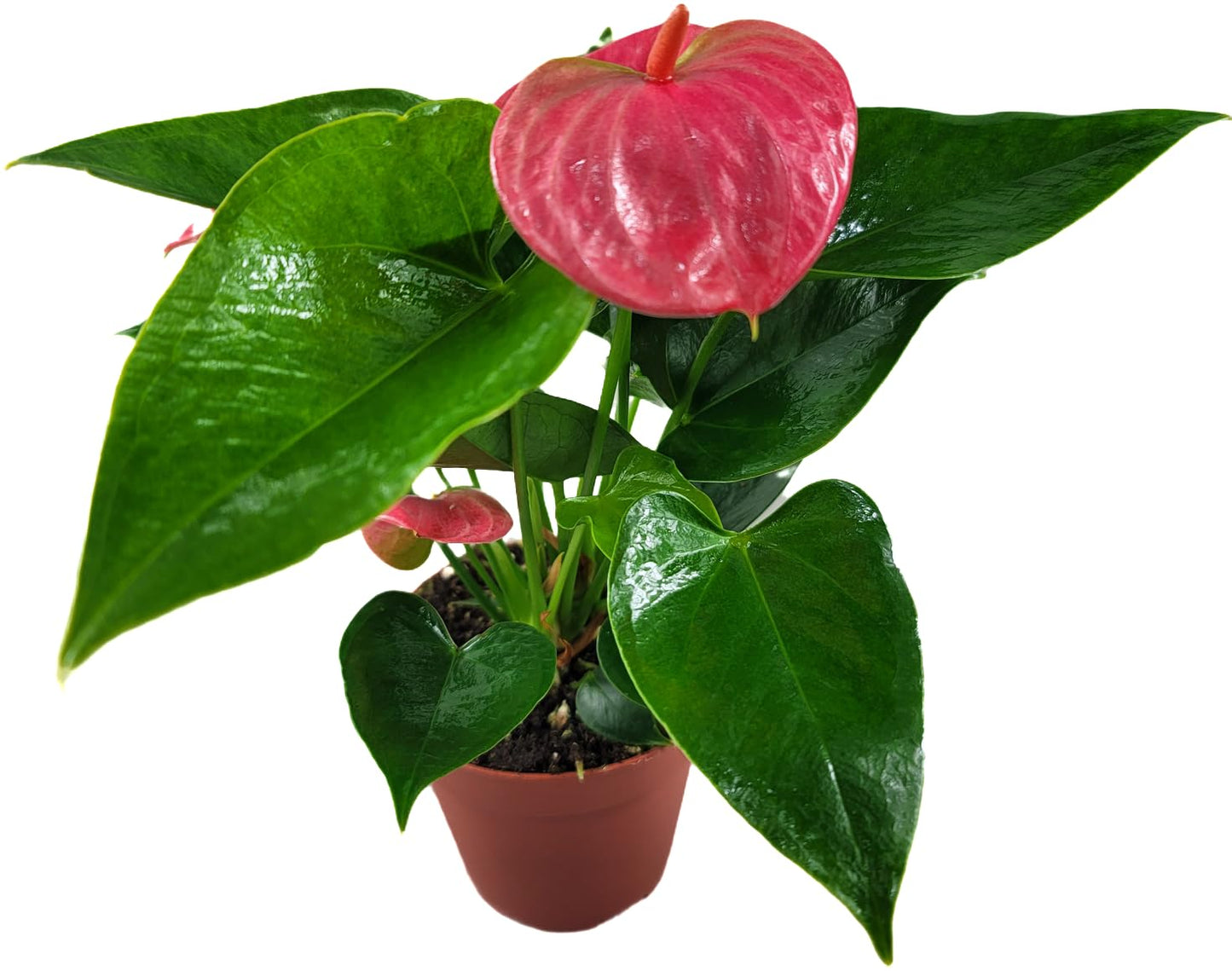 Anthurium Live Plant Pink Flowers - Anthurium Andraeanum Pink Flower - Anthurium Plants Live House Plants - Heart-Shaped Leaves - Available in 4" & 6" Pot - CA Seller (Small Plant, 4" Pot)