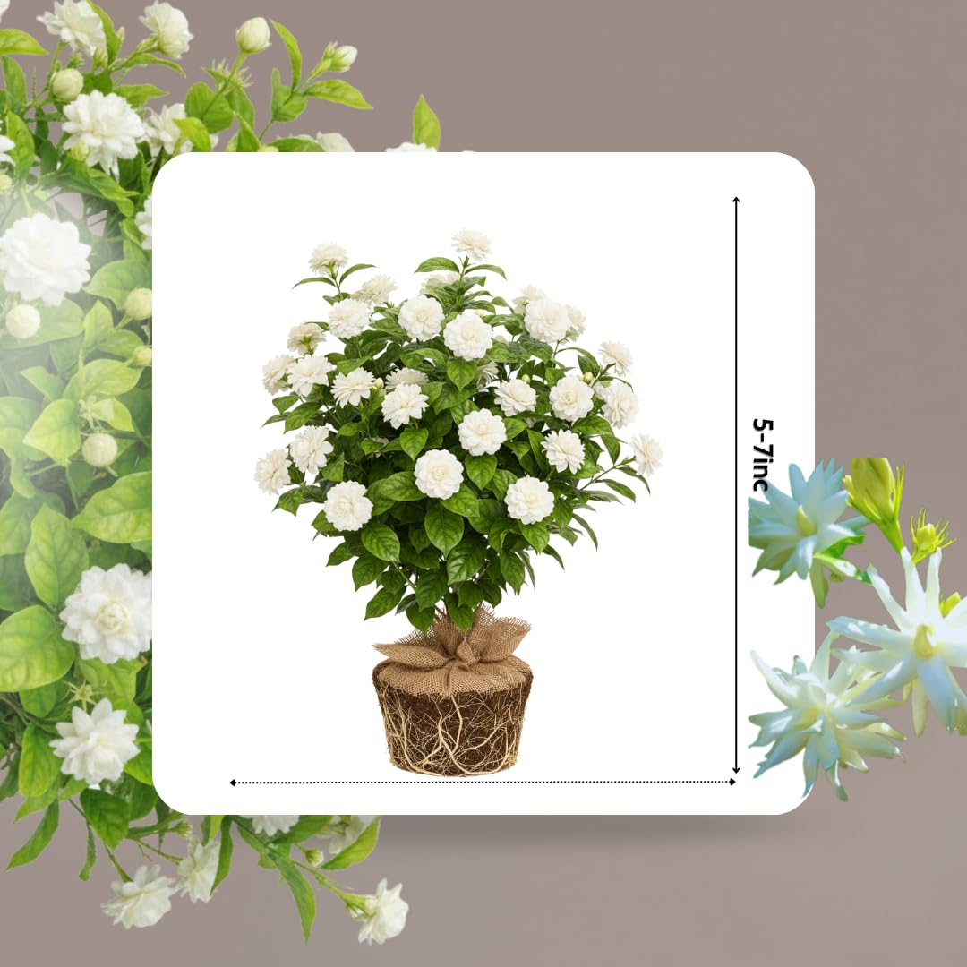 Jasmine Plant Live, Grand Duke of Tuscany Jasmine Flower Plant, 5 to 7 Inc Tall