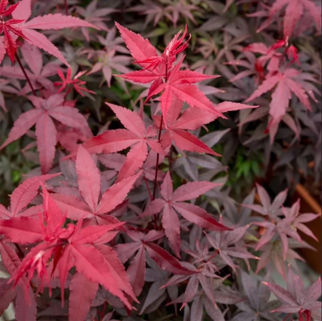 25pcs Red Japanese Maple Tree Seeds Acer Palmatum Atropurpureum