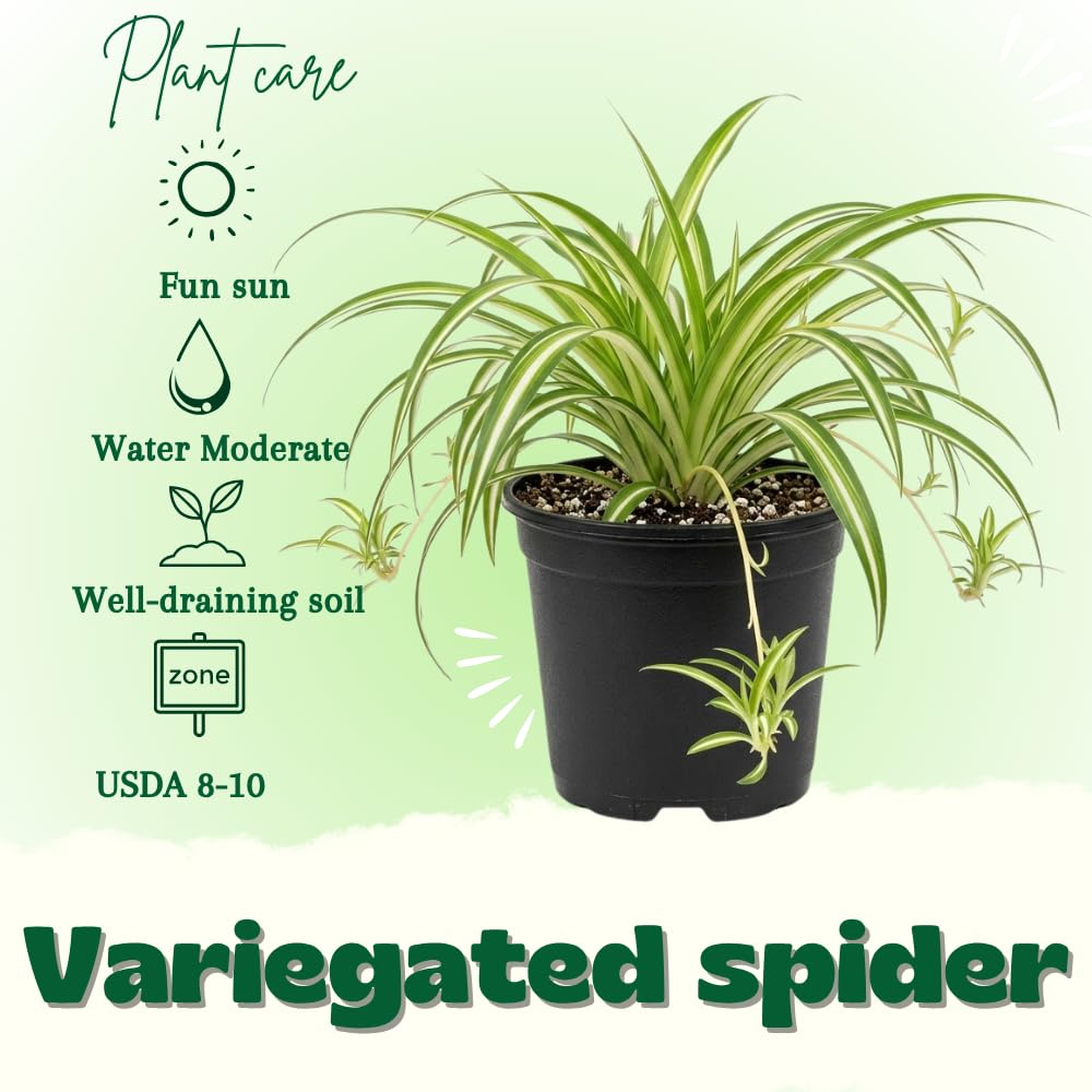 Variegated Spider Plant Live, 4-6" Tall in 4" Pot, Chlorophytum Comosum Indoor Houseplant, Variegated Green and White Leaves, Fully Rooted, Suitable Home and Office Decor