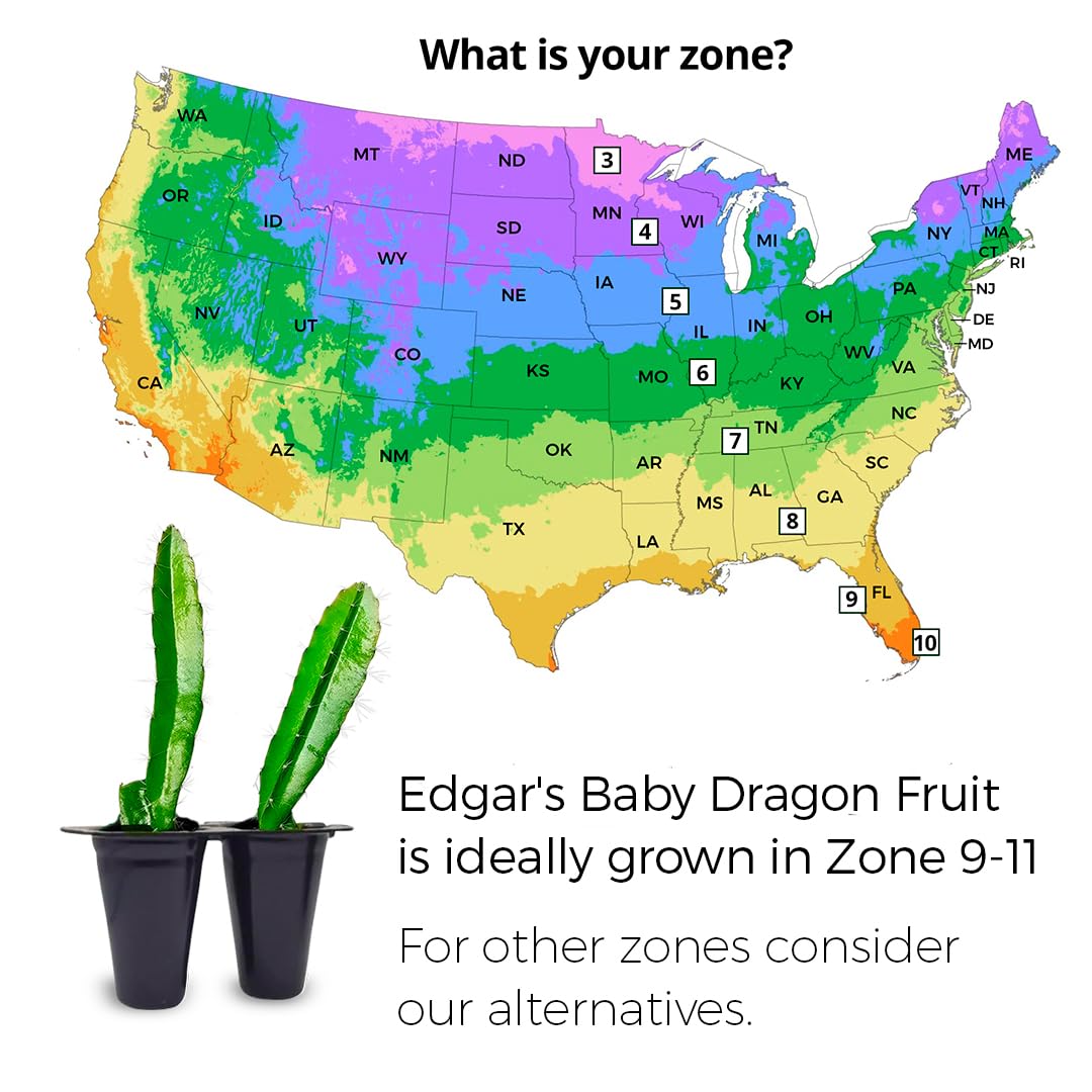 Dragon Fruit Edgar's Baby (4 Pack) | Real Live Fruit Plants for Sale | Rare Exotic Variety | Sweet Edible Fruit | Easy to Grow Live Plants for Organic Gardens. (Edgar's Baby)