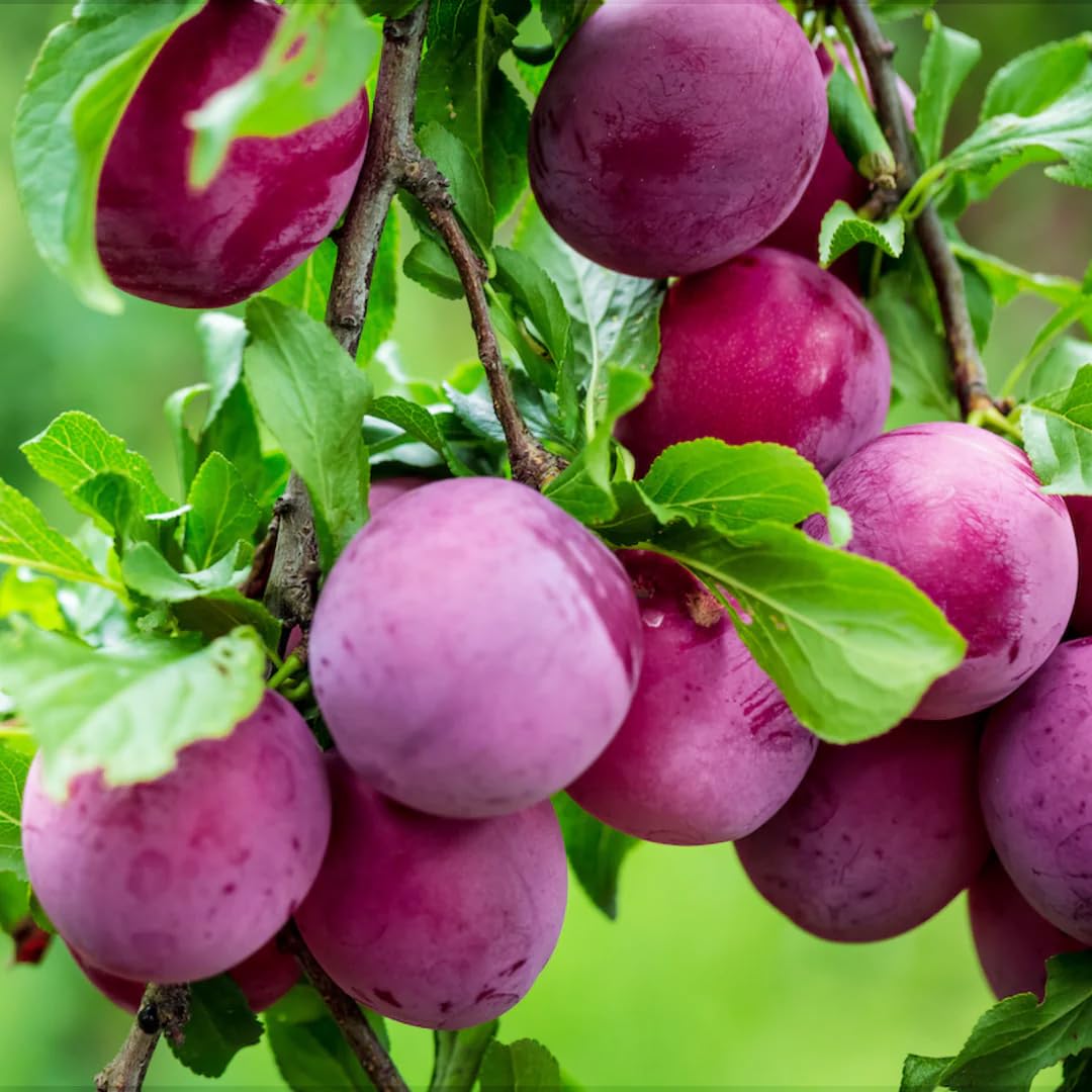 150+ Tropical Beach Plum Fruit Tree Seeds for Planting Outdoor- Non-GMO Heirloom Prunus Maritima Growing Your Own Delicious Fruit in Garden
