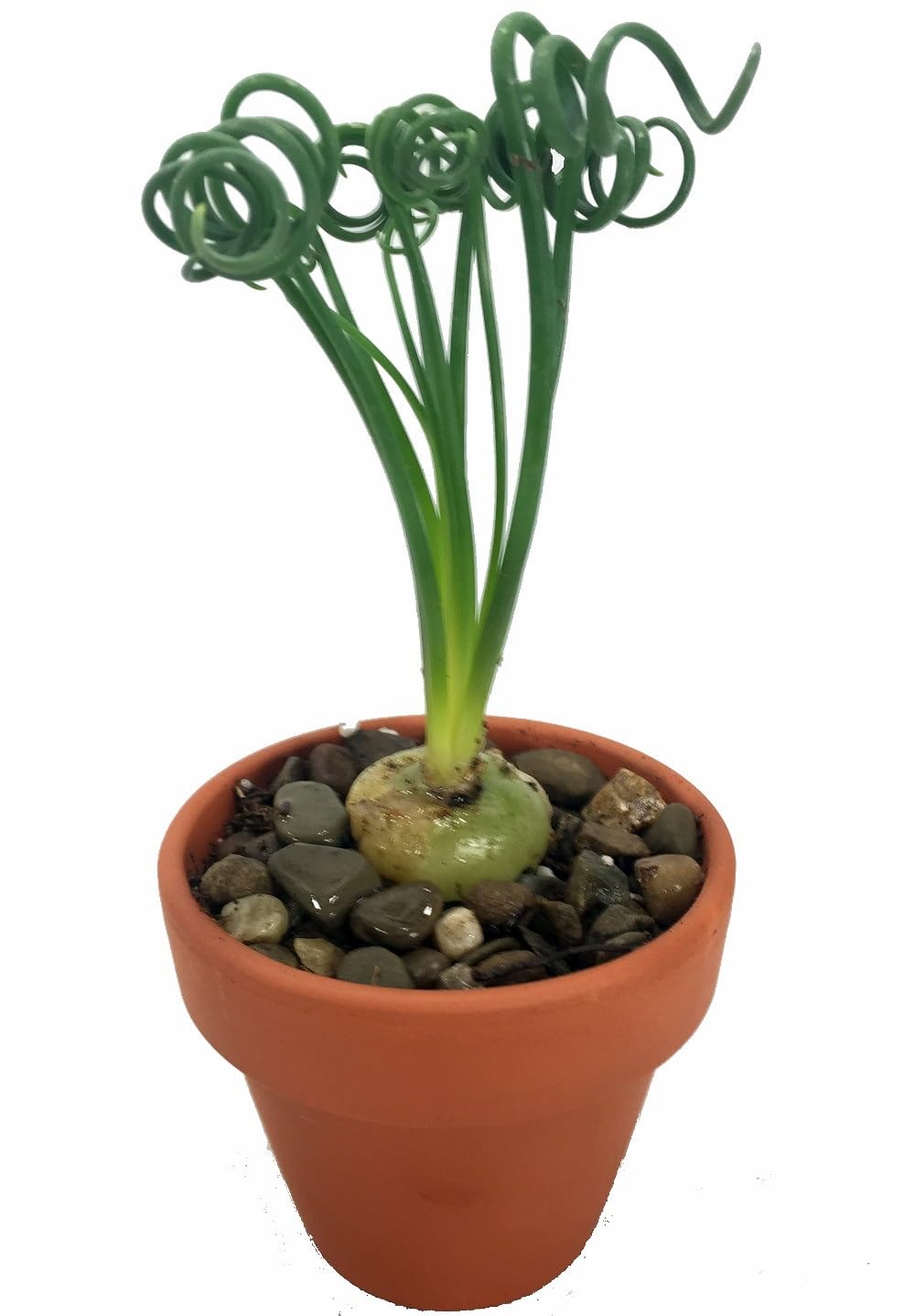Rare Frizzle Sizzle Plant - Albuca spiralis - 2 Bulbs - Succulent House Plant