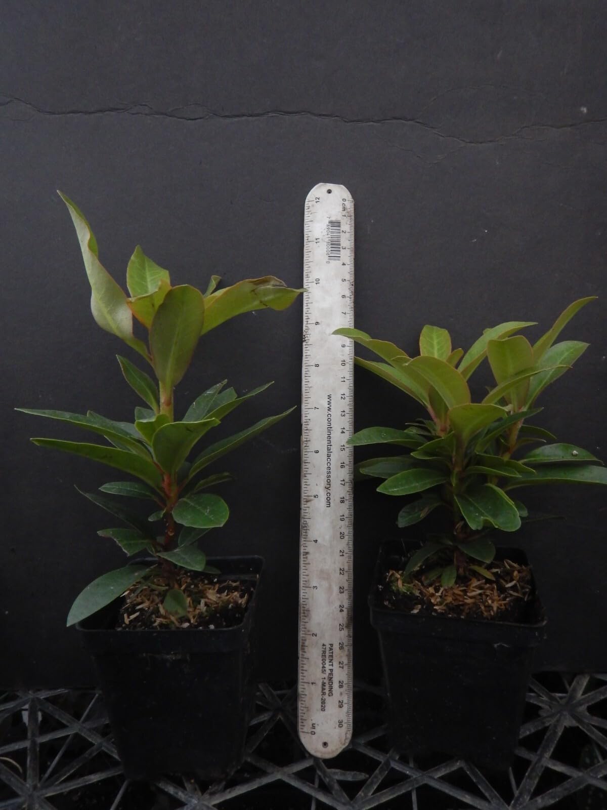 Live Plant - Honey BUTTERAzalea Rhododendron Deciduous Starter Planta Beautiful Color