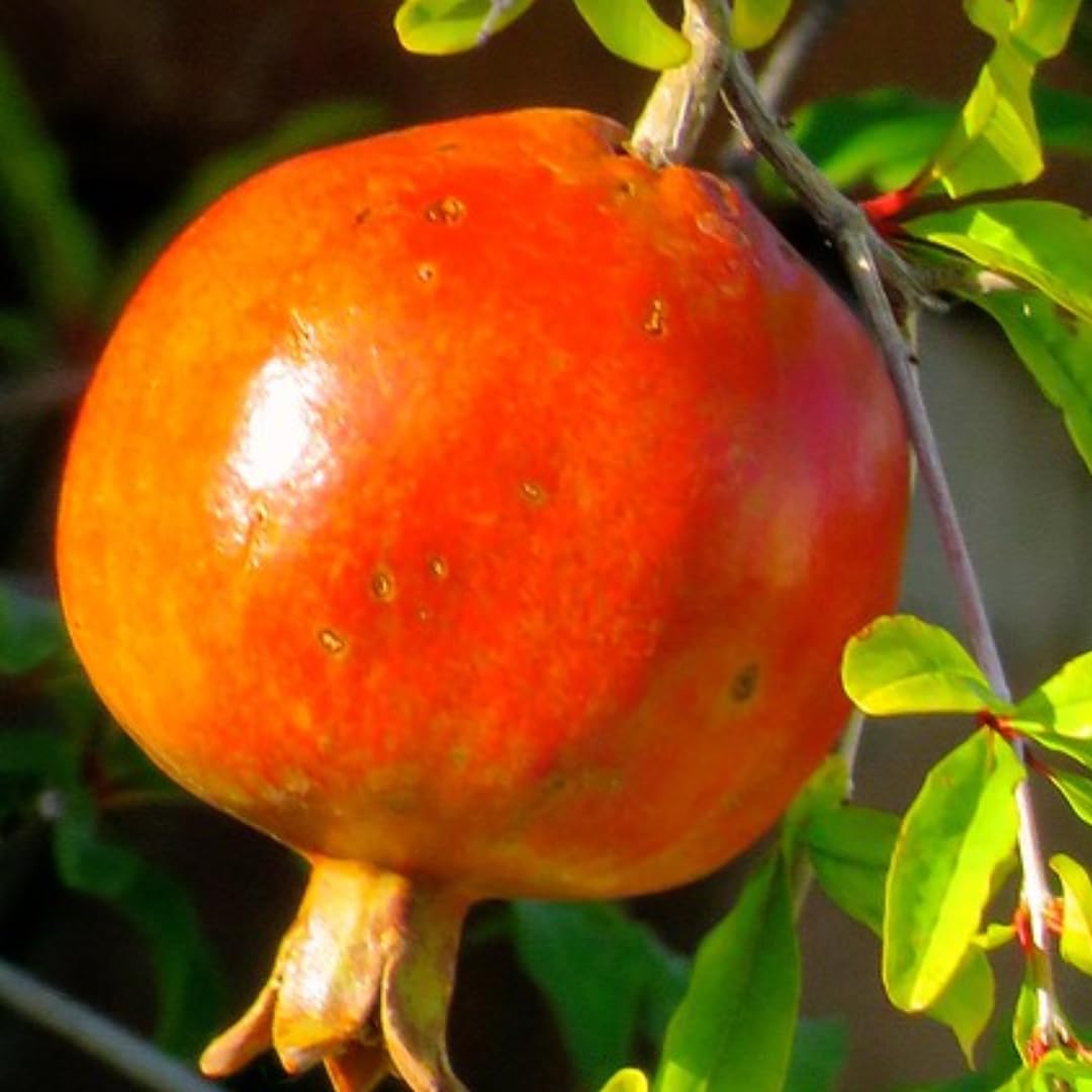 Live Pomegranate Tree, Red Pomegranate Fruit Tree, Potted - Wonderful Pomegranate Bush - Suitable for Garden Planting, Size 10 to 15 Inch Tall