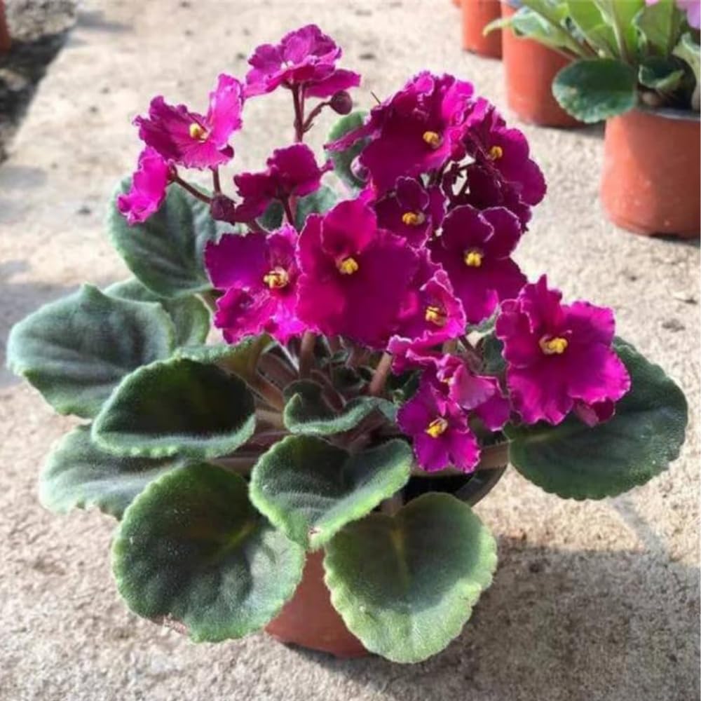 African Violet Live Plant Houseplant in 4" Pot, Blooming Indoor Plant for Home or Office with Vibrant Flowers (Purple African Violet)