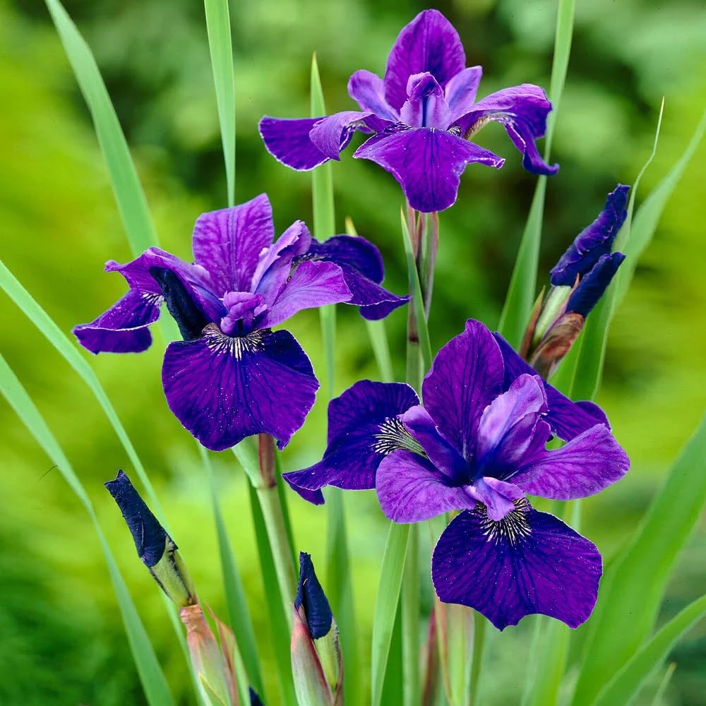 Votaniki Caesar's Brother Siberian Iris - Perennial Flowering Plant, Siberian Iris Rhizomes for Planting | Spring & Summer Flowers, Easy to Grow (1 Pack)