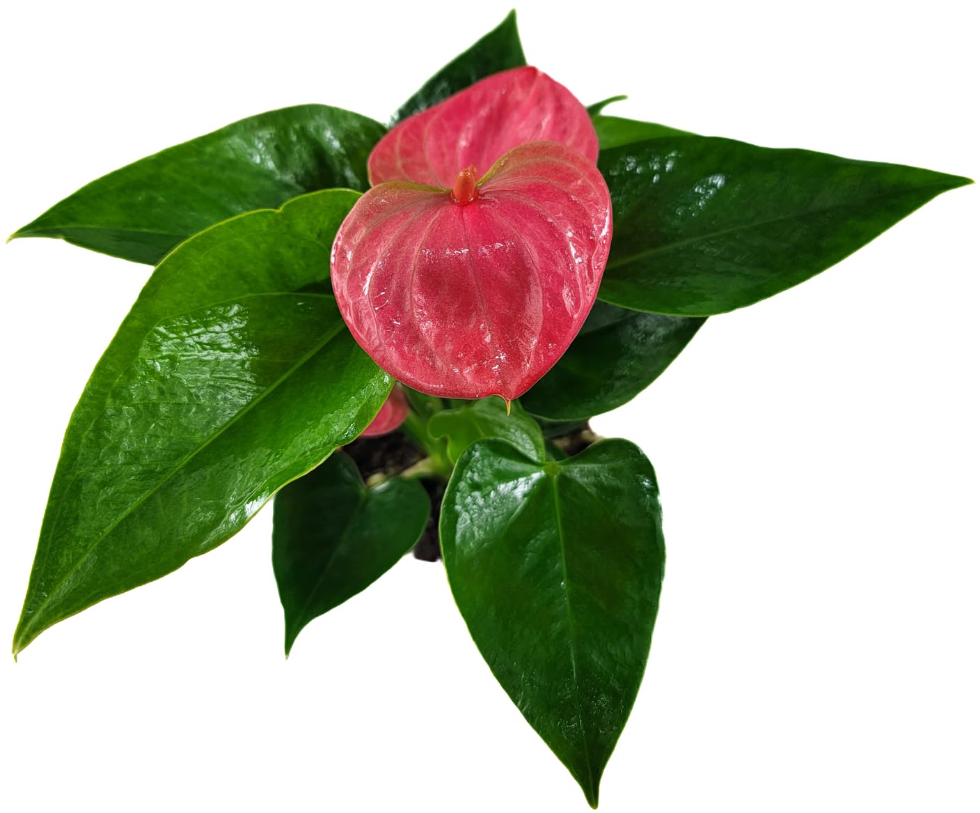 Anthurium Live Plant Pink Flowers - Anthurium Andraeanum Pink Flower - Anthurium Plants Live House Plants - Heart-Shaped Leaves - Available in 4" & 6" Pot - CA Seller (Small Plant, 4" Pot)