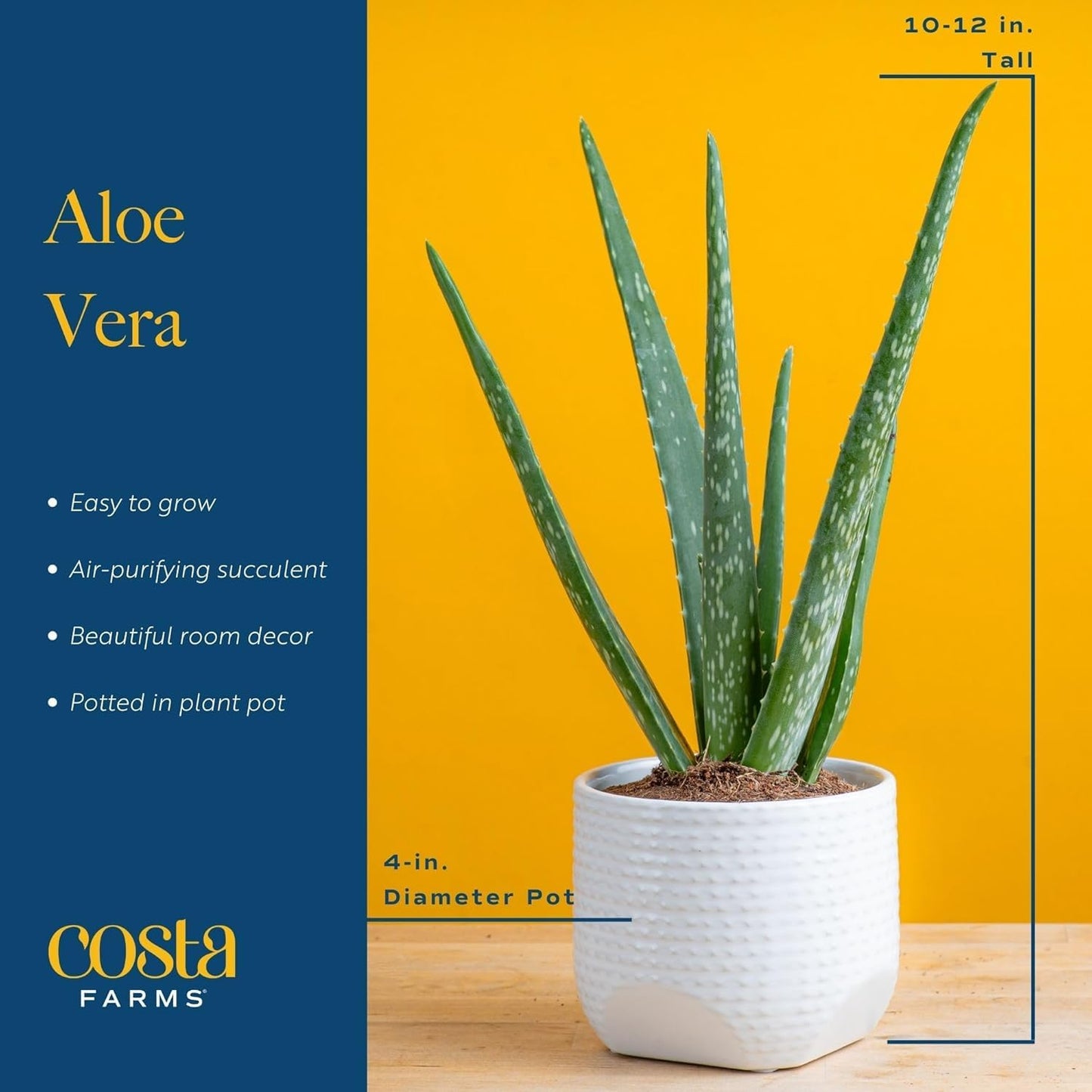 Costa Farms Aloe Vera Live Plant in Decorative Pot, Easy to Maintain, Air Purifying Succulent Indoor Houseplant, Home, Room, or Office Decor, House Warming or Birthday Gift, 12-18 Inches Tall