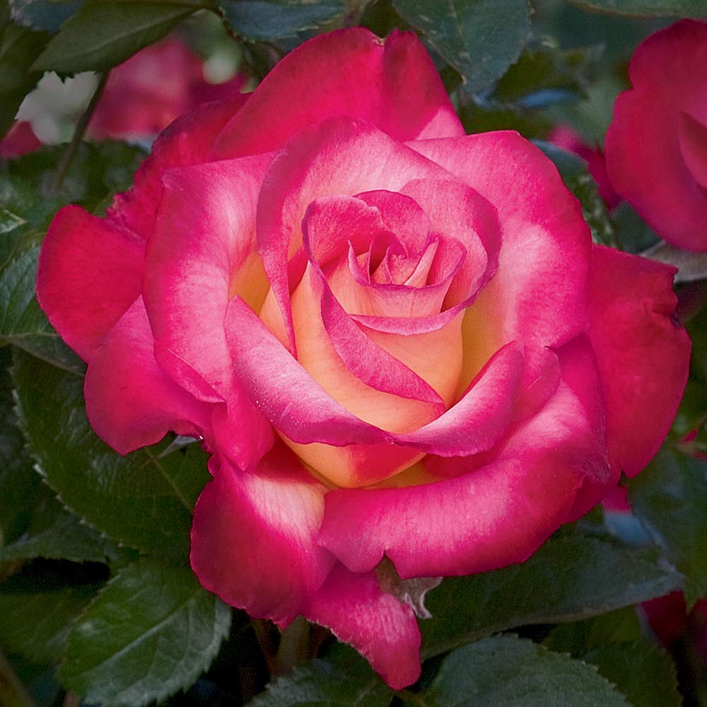 Heirloom Roses Rose Plant - Dick Clark Multi Rose Bush, Grandiflora Live Plant for Planting Outdoors