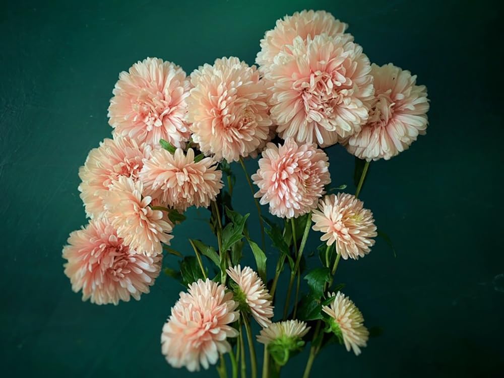 50+ King Size Apricot Aster Seeds Paeony Duchess Apricot Aster Flowers Garden Planting