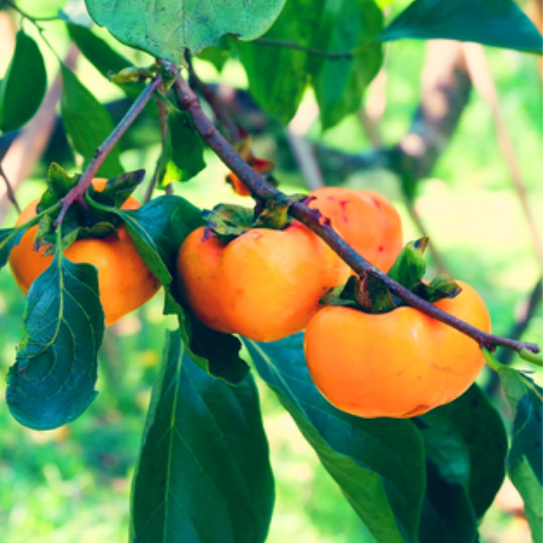 American Persimmon Tree Live Plant for Outdoor Planting, 1 Year Old Well Rooted, Winter Hardy, Zone 4-9