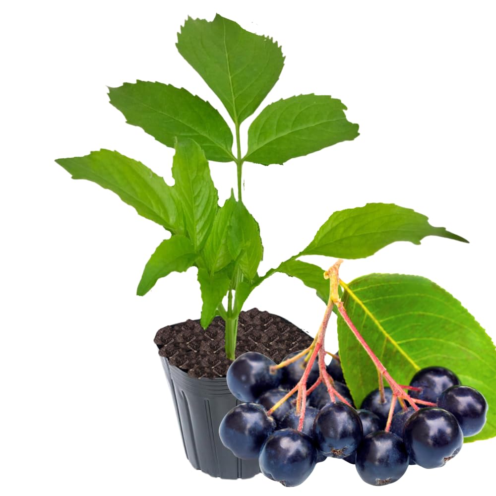 Black Elderberry Plant, Elderberry Bushes Live Plant, 2 to 3 Feet Tall, Edible Berry Bush for Perennial Garden, 1 Gallon Pot
