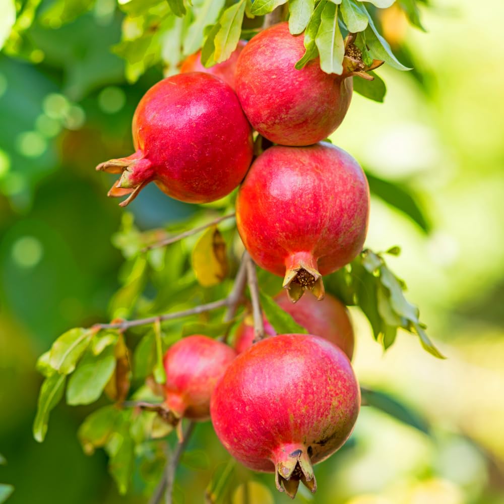 Pomegranate Tree Live Plant, Pomegranate Plant, Well Rooted 2 Feet Tall, Sweet Fruit Tree for Patio and Garden, No Ship to CA