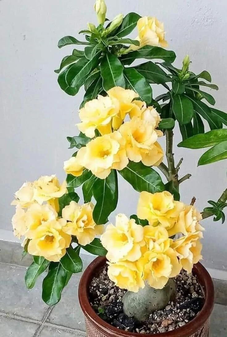 Live Plant - Desert Rose (Yellow) Grafted 10In to 2 Ft (Adenium Obessum)