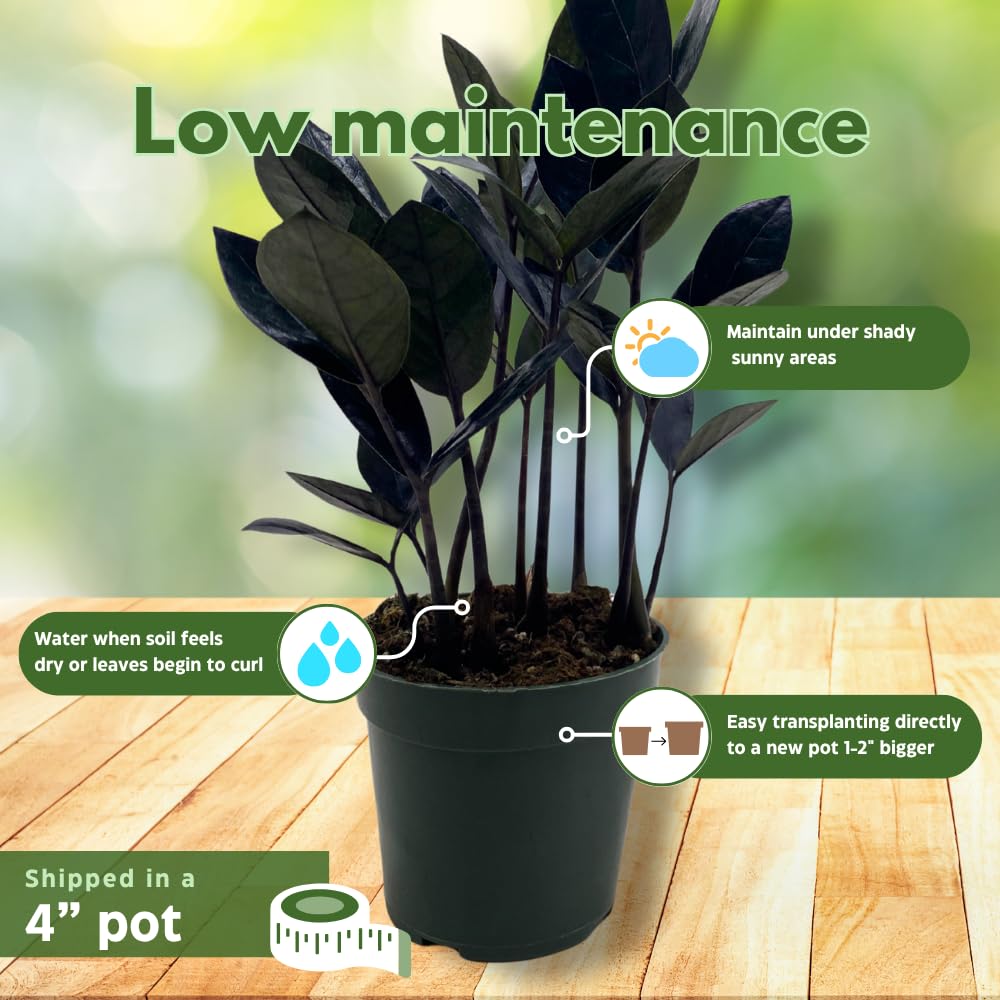 BubbleBlooms Black ZZ, 4 inch Raven Zamioculcas Zamiifolia Dowon Jet-Black